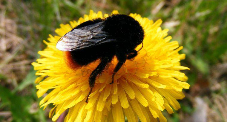 Bumblebees đen có thể Sting?