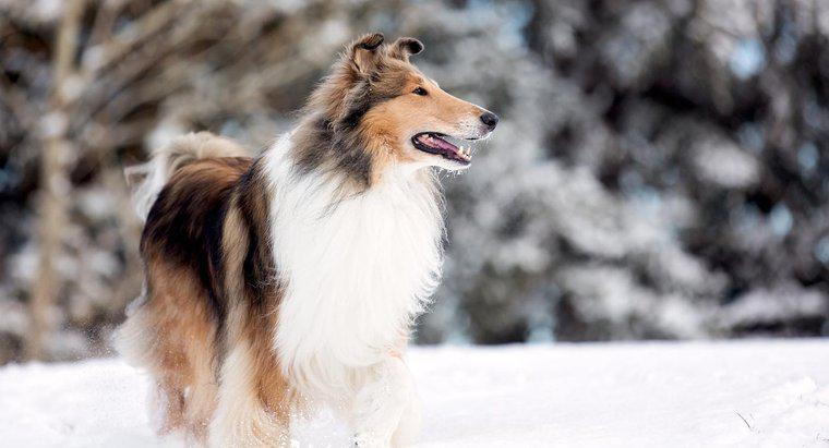 Lassie là loại chó gì?