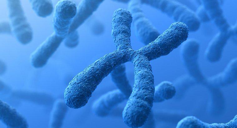 Sự khác biệt giữa nhiễm sắc thể và gen là gì?