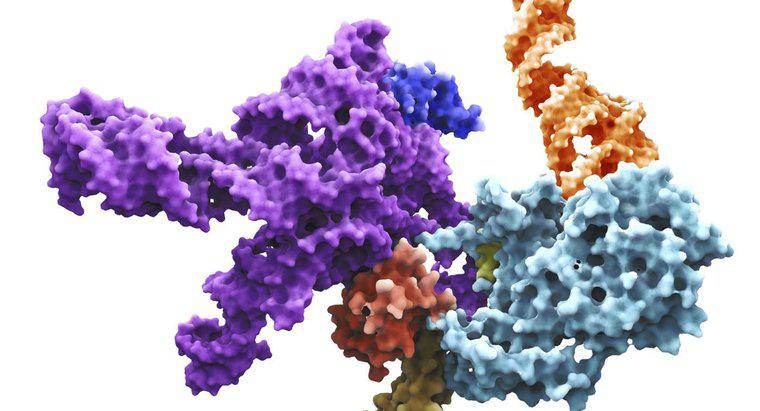 RNA Primase là gì?