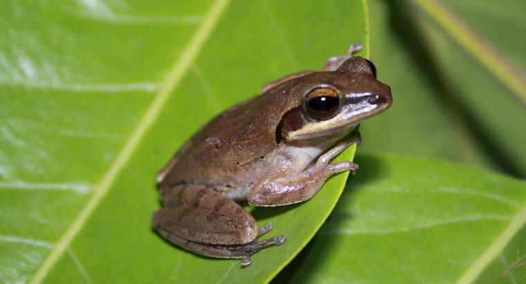 Chức năng của ống dẫn trứng ở ếch là gì?