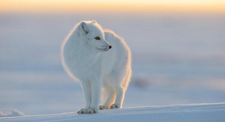 Động vật nào sống ở Bắc Cực?