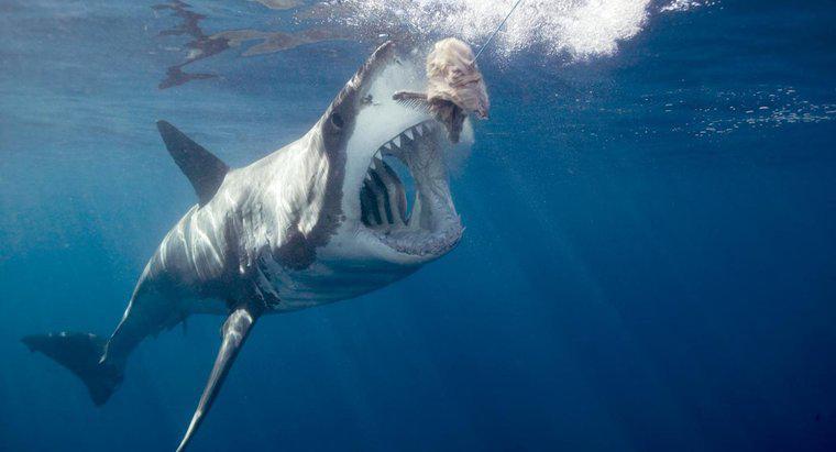 Cá mập trắng lớn ăn gì?