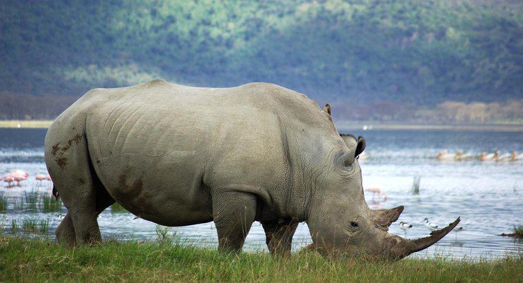 Còn lại bao nhiêu con tê giác trắng trên thế giới?