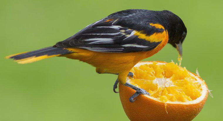 Động vật ăn cam gì?