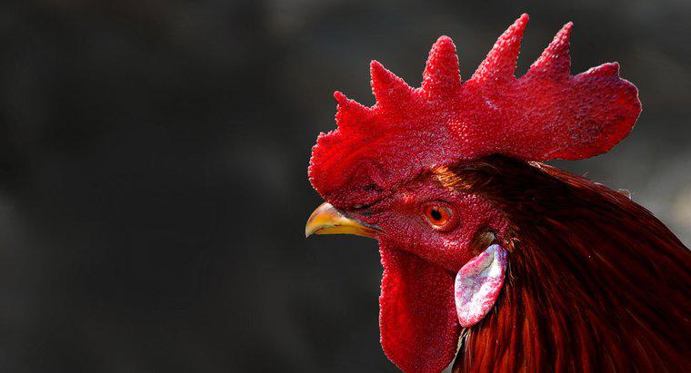 Cái gì màu đỏ trên đầu của con gà trống được gọi là gì?