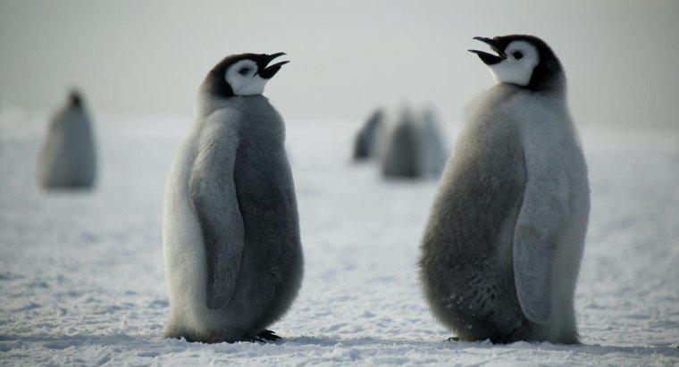 Chim cánh cụt giao tiếp như thế nào?