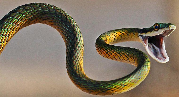 Mối quan hệ giữa Scorpios và rắn là gì?