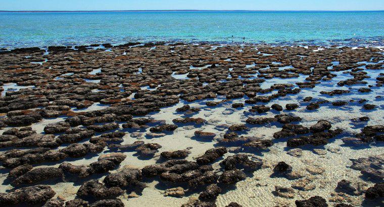 Stromatolite là gì?