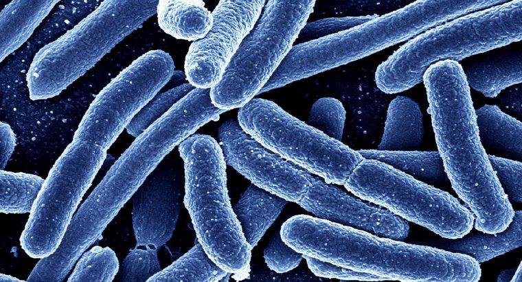 Vi khuẩn Eubacteria và Archaebacteria khác nhau như thế nào?