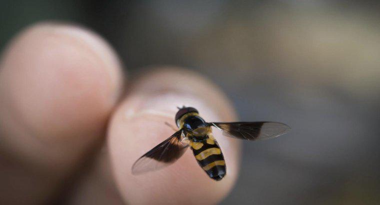 Các dấu hiệu và triệu chứng của dị ứng ong đốt là gì?
