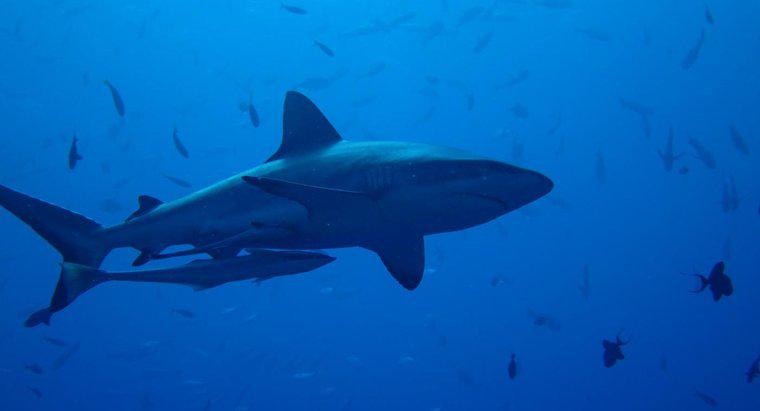 Tại sao cá mập lại quan trọng?
