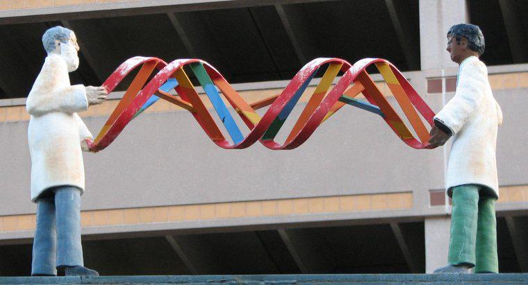 DNA xác định đặc điểm của một sinh vật như thế nào?