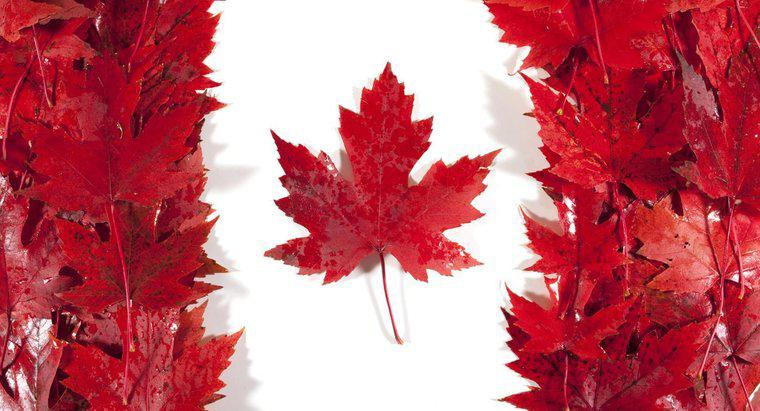 Tại sao lá phong lại quan trọng đối với Canada?