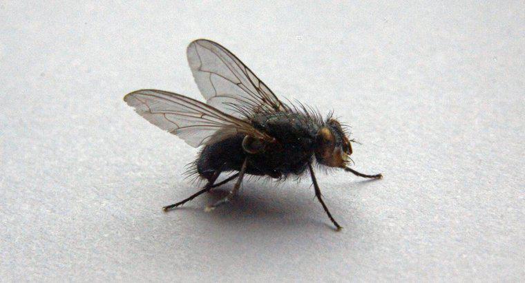 Làm thế nào để bạn thoát khỏi những con ruồi lớn trong nhà của bạn?