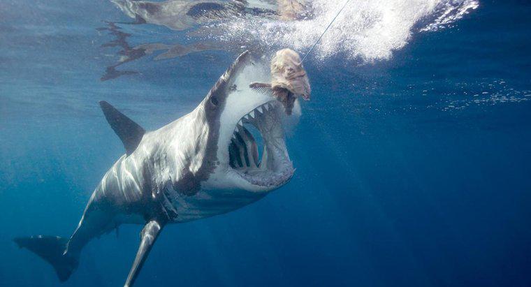 Làm thế nào để một con cá mập trắng lớn tự bảo vệ mình?