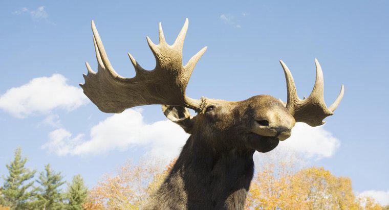 Sự khác biệt giữa Elk và Moose là gì?
