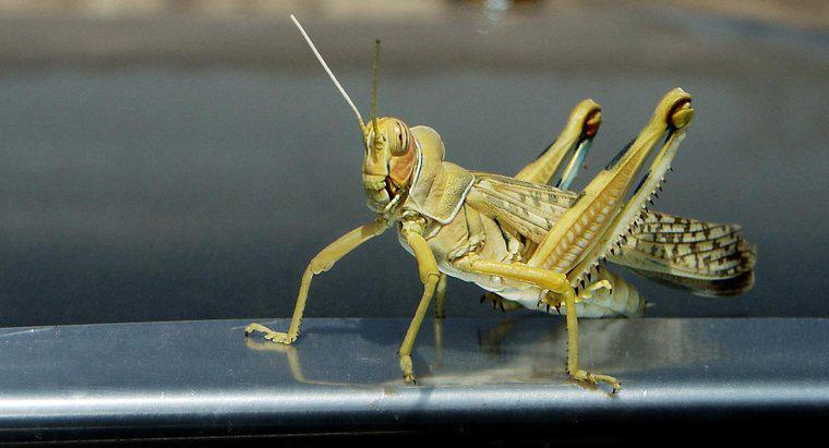 Làm thế nào để bạn giết Grasshoppers?