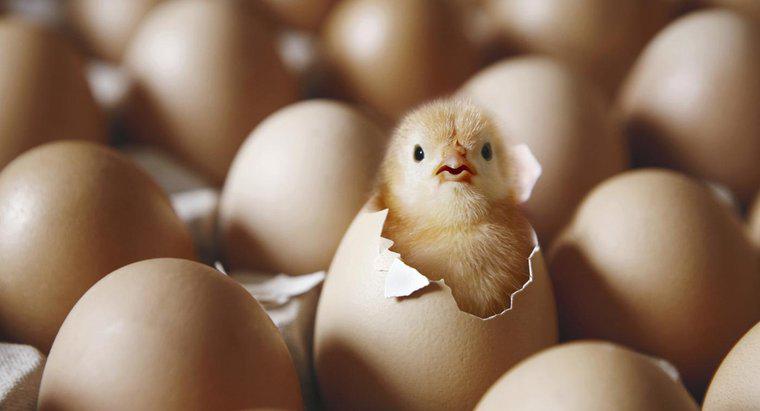 Cái gì sinh ra trước, con gà hay quả trứng?