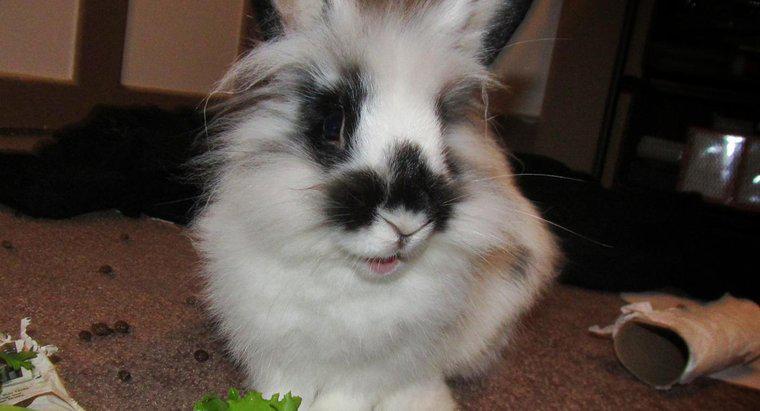 Bạn cho thỏ ăn gì?
