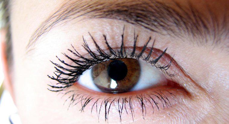 Có bao nhiêu lông mi trên mắt người trung bình?