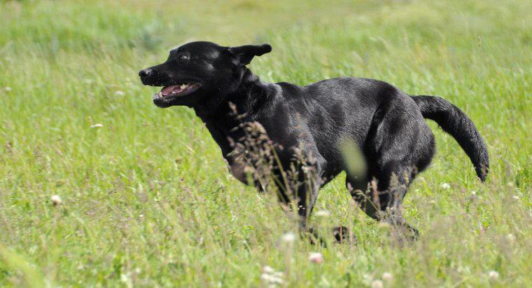 Labrador Retrievers chạy nhanh như thế nào?