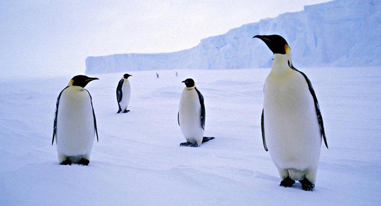 Tại sao chim cánh cụt sống ở Nam Cực?