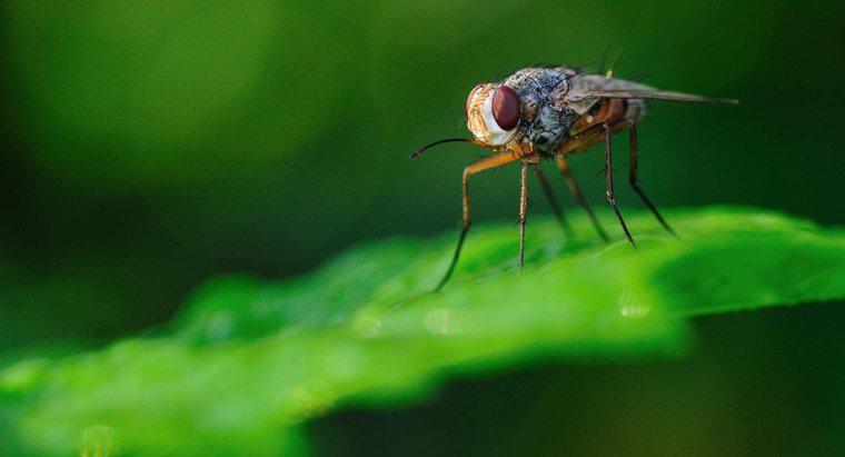 Làm thế nào để bạn thoát khỏi ruồi giấm trong nhà?