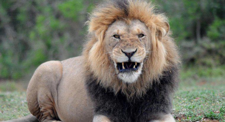 Cân nặng trung bình của một con sư tử đực là bao nhiêu?