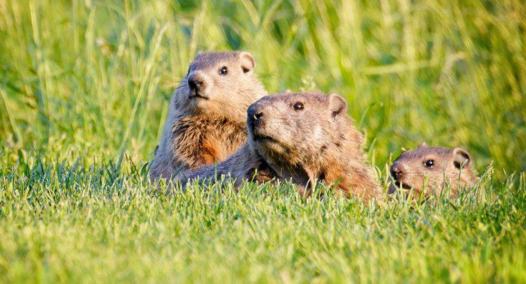 Sự khác biệt giữa Groundhog, Gopher và Woodchuck là gì?