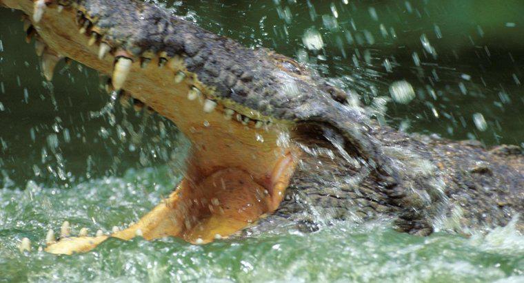 Tại sao cá sấu sống trong nước?