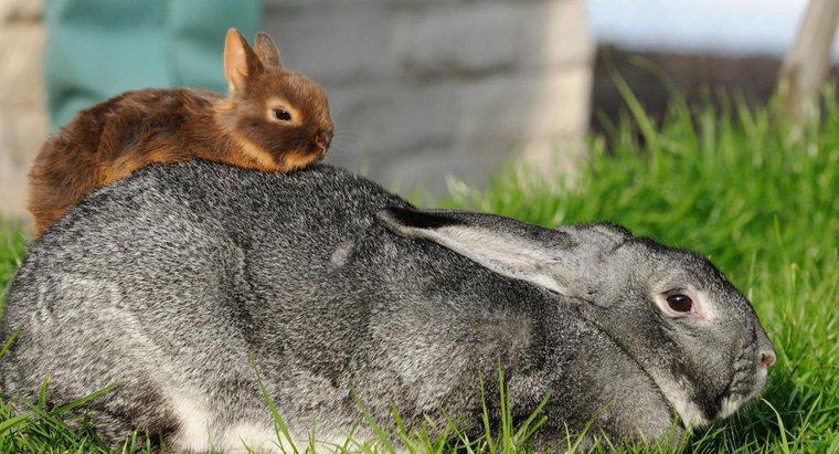 Giống thỏ nhỏ nhất là gì?