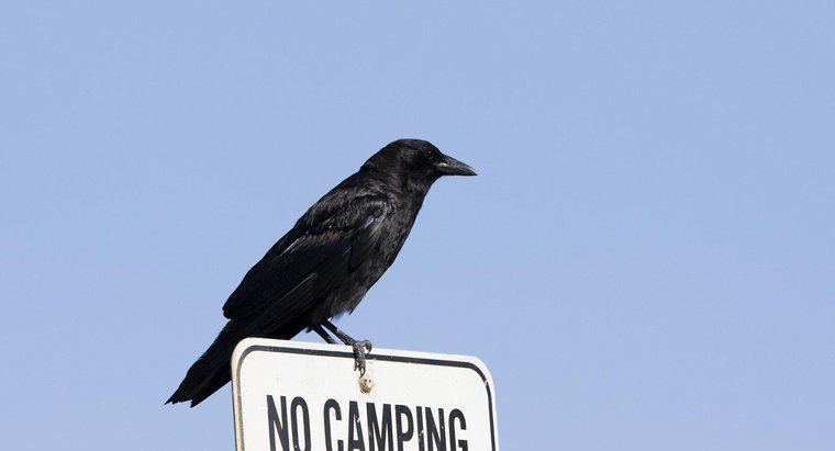 Sự khác biệt giữa một con quạ và một con chim đen là gì?