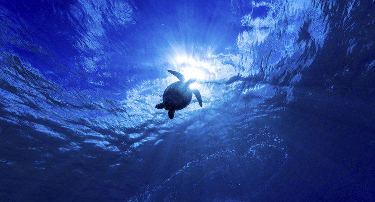 Đại dương sâu nhất thế giới là gì?