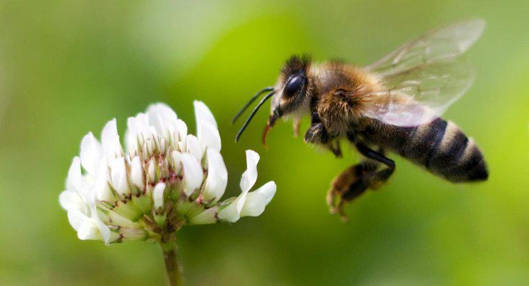 Tại sao điều quan trọng là ong mật đang chết?