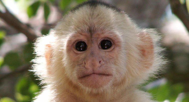 Tên khoa học của một con khỉ là gì?