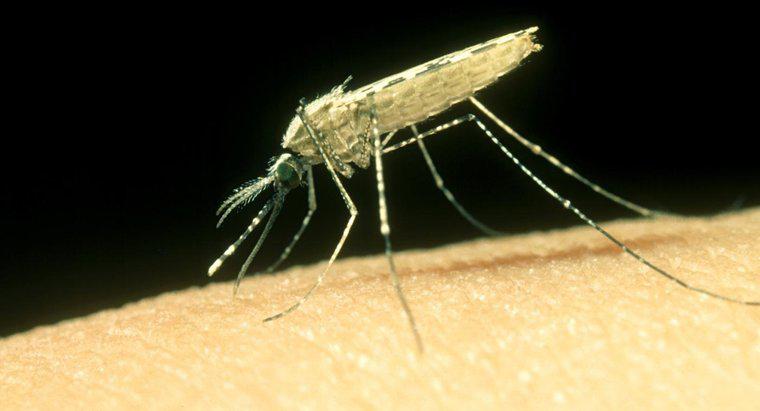 Làm thế nào để bạn điều trị một vết cắn của muỗi?
