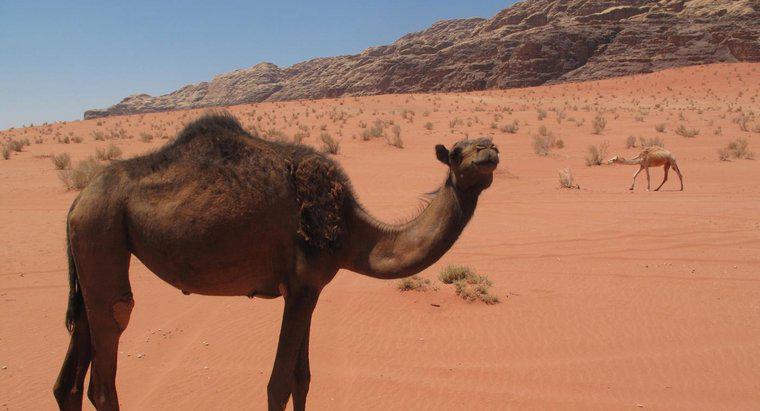 Làm thế nào để lạc đà sống trong sa mạc?