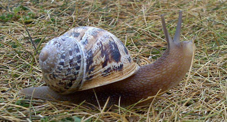 Sự khác biệt giữa Snail Vs. một con Sên?