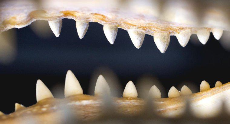 Áp lực vết cắn của cá sấu là gì?