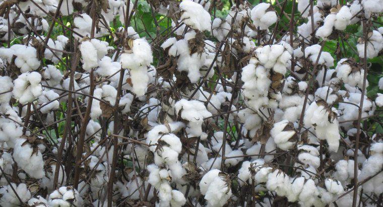 Cotton được tạo thành vải như thế nào?