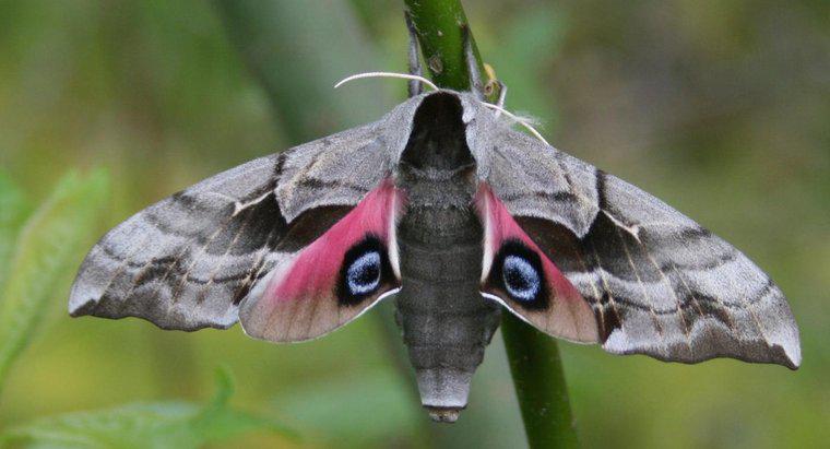 Tên khoa học của loài bướm đêm là gì?