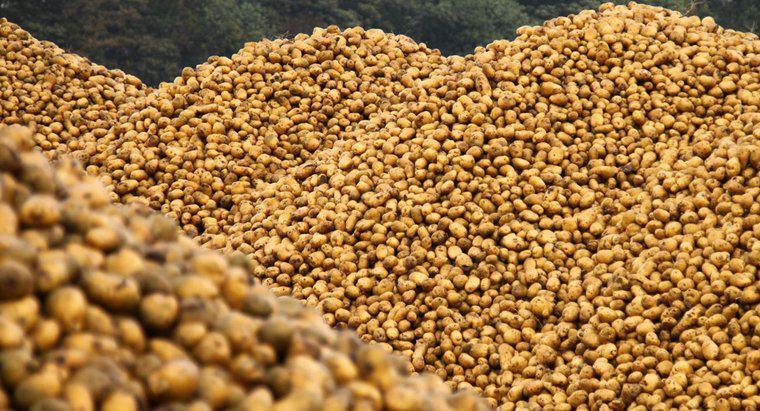 Làm thế nào để khoai tây tái sản xuất?