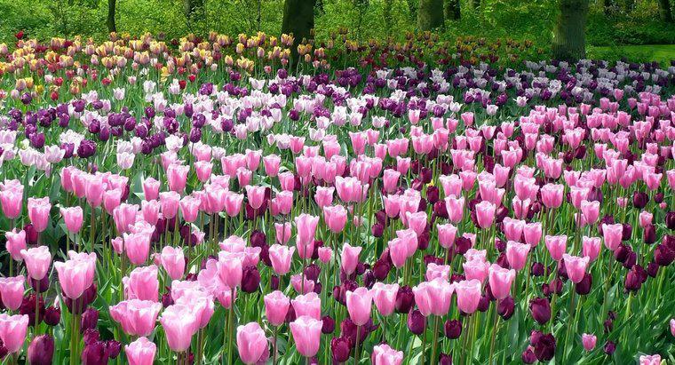 Bạn tưới hoa tulip thường xuyên như thế nào?