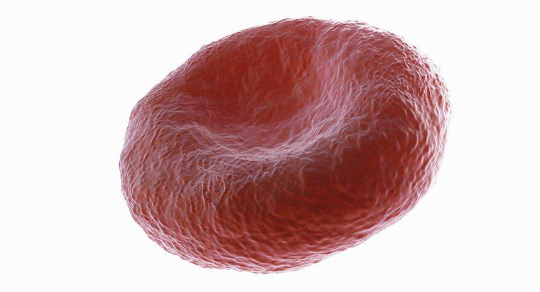 Tại sao các tế bào hồng cầu lại lõm?