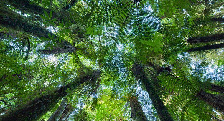 Ví dụ về chủ nghĩa tương hỗ trong rừng nhiệt đới là gì?