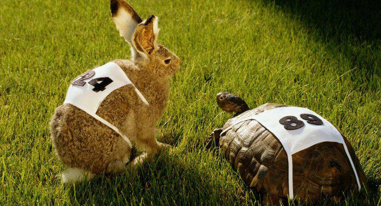 Bài học đạo đức của câu chuyện về cuộc đua của thỏ và rùa là gì?