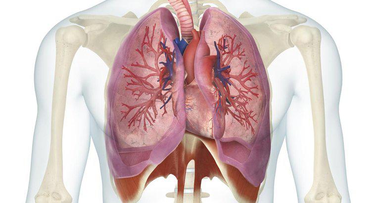 Mối quan hệ giữa tim và phổi là gì?
