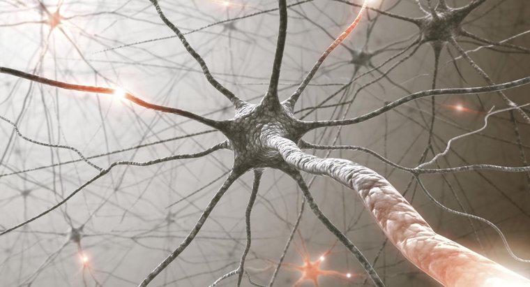 Chúng ta có bao nhiêu dây thần kinh trong cơ thể?