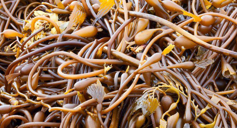 Băng Kelp được sử dụng để làm gì?